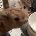 ネザーランドちゃん里親募集