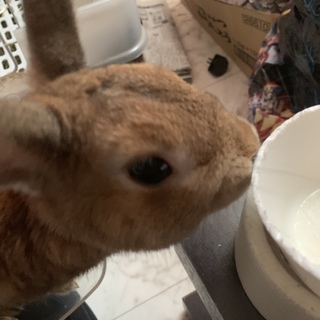 ネザーランドちゃん里親募集