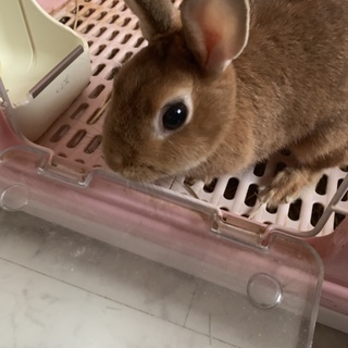 ネザーランドちゃん里親募集！