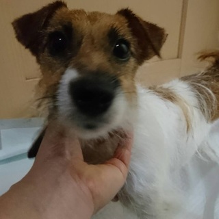 明るくて人懐っこい❤ ベックちゃん