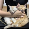 りみちょろママさん