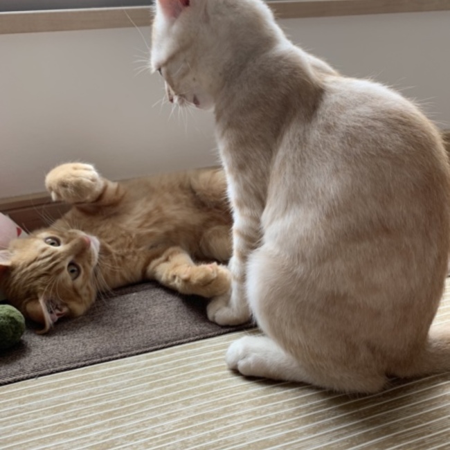 りみちょろママのカバー写真
