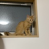 高いところに登っておりれなくなった