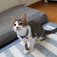 ドロップ