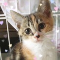 可愛い三毛♪モカちゃん♪2ヶ月くらい