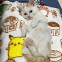 2ヶ月子猫里親募集