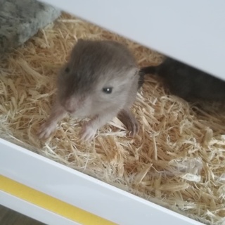 スナネズミ(カラージャービル)の赤ちゃんです！