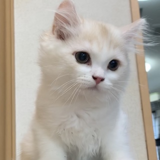 真ん丸な❤︎お尻❤︎スコ女の子★代理投稿★