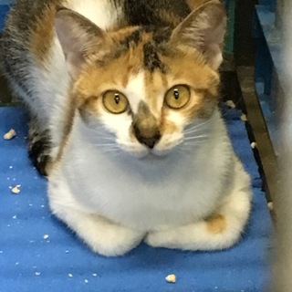 香箱座りの可愛いミケ  動画あり！