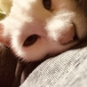 寒い時だけ寝てくれるね