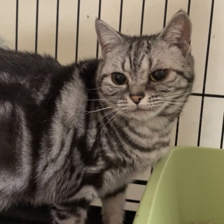 ぽっちゃり系アメショ女の子★代理投稿★