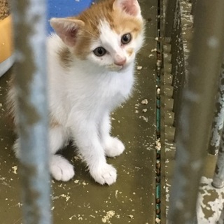 期限超過 茶白2匹の子猫 動画あり！
