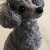 ゆずみゅう