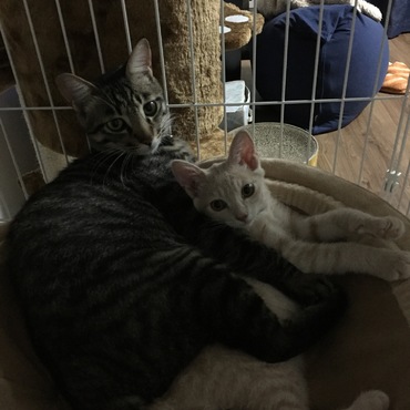 他人猫ですが仲良く育っています