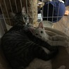 他人猫ですが仲良く育っています