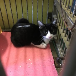 背中のラインが特徴のハチワレ子猫 動画あり！