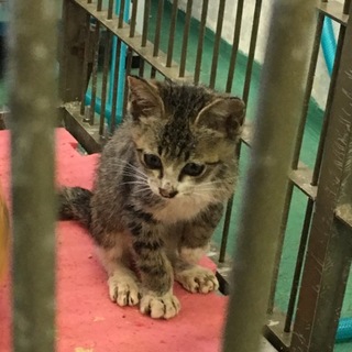 人馴れ抜群！ 動画あり！