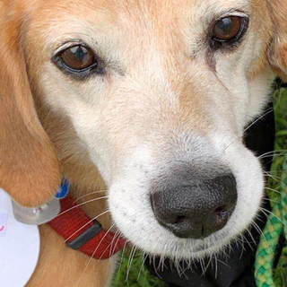 まだまだ元気食いしん坊のビーグルMIX光星