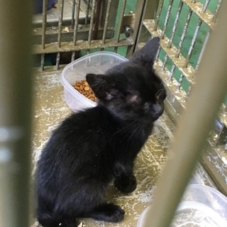 小さな黒子猫。譲渡されました。動画あり