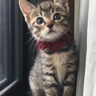 めちゃくちゃ可愛いキジの姉弟です！