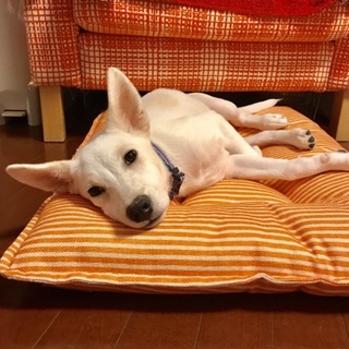 【アマニ】おかげ様で里親様が決まりました！