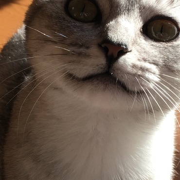 微笑んだような口元と、ふわふわ加減が萌えポイント