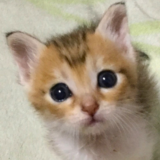 募集一時停止　キジ白★わかちゃん♀