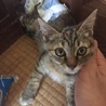 下半身麻痺の子猫の里親を募集しています！ サムネイル3