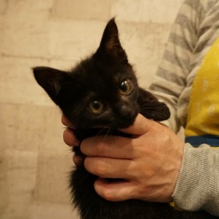 クロネコちゃん３ヶ月