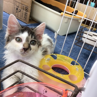 保護された子猫、ひどい状態でしたが、可愛いお目目になりました。
