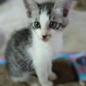 子猫の里親さんを募集しています❤️