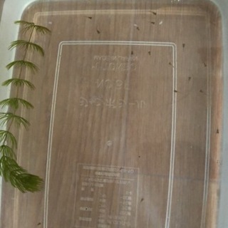 グッピーの稚魚　20匹くらい　