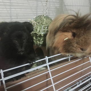 モルモット二匹の里親募集してます。