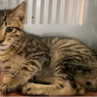 譲渡されました。