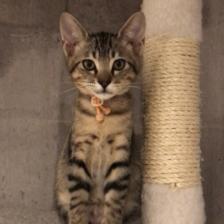 3兄妹　元気いっぱいひかるくん