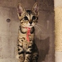 3兄妹　遊ぶの大好き時に甘えん坊なレイカちゃん 