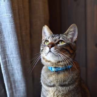 元気いっぱい！遊ぶの大好きリネン君