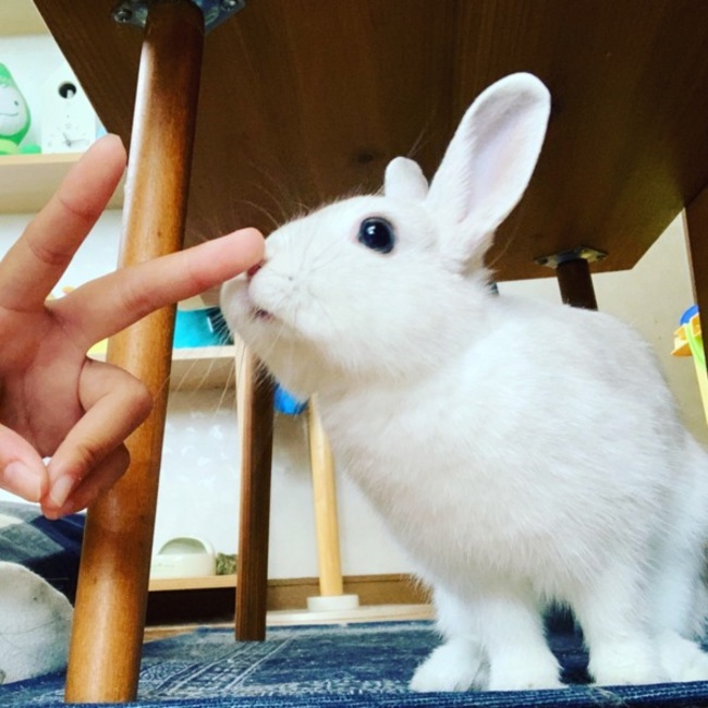 Stella_2017のカバー写真