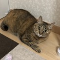 ツンデレなキャンディちゃん