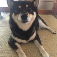 ユズ