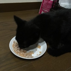 食べるのがちょっとへた