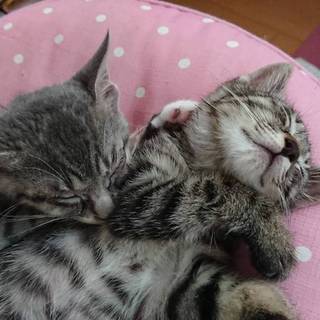 生後2か月位の仲良し兄妹（動画有）