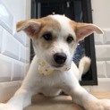 多頭飼育現場で生まれたMIX犬の姉妹、星と月です！