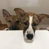 <保護犬投稿>可愛い和音宜しくお願いします！ サムネイル3