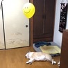 の写真