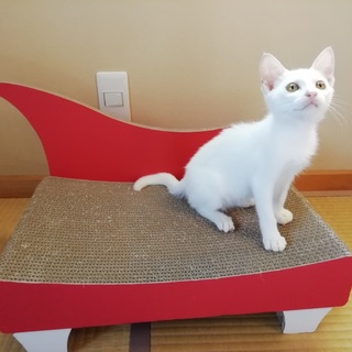 まっ白美人子猫(ΦωΦ)