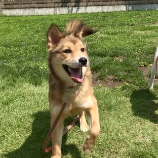 人間不信を乗り越えるサニーちゃんに新しい家族を