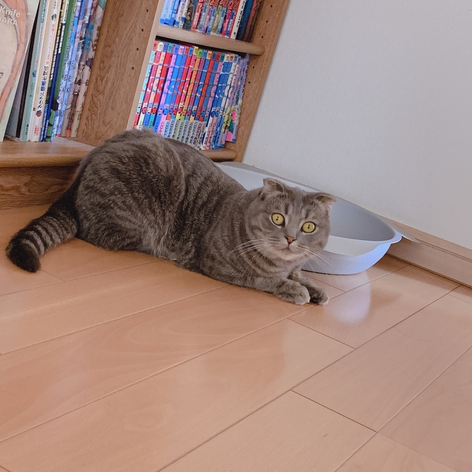 ハミィのカバー写真