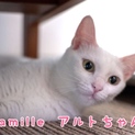 白猫 アルトちゃん 里親募集！