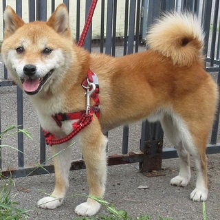 マメ太郎さん。豆柴風。